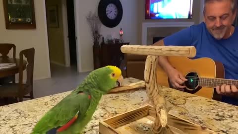 Parrot singings very funny