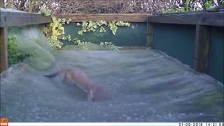 Weasel Plays on Garden Trampoline