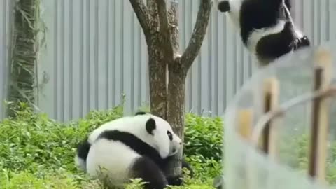 Pandas Up a Tree 🌳 - Adorable Panda Climbing Adventures!