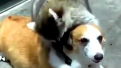 Raccoon Annoying Dogs Combination
