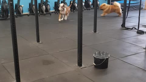 Puppies Do Their Own Workout At Dog-Friendly Gym
