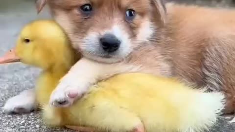 Dog and duck baby