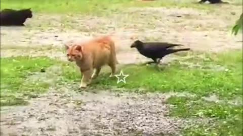 Best Funniest Animal Videos 2024 😅 - Funny Cats And Dogs Videos #2 😂