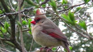 Cardinal