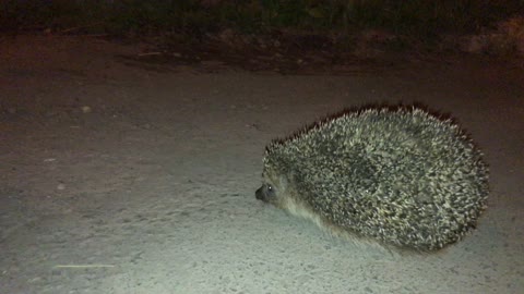 wild hedgehog climbed the city road Russia bashkortostan
