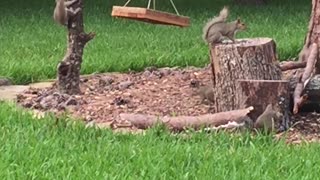 Backyard Squirrel Circus