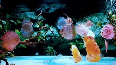 Discus fish in the aquarium
