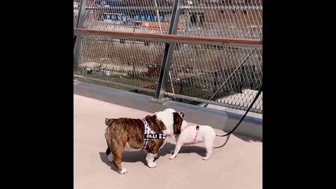 Cute English Bulldog