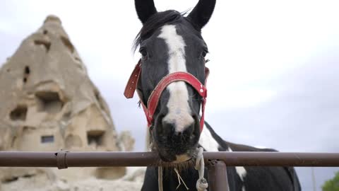 portrait black and white horse in paddock in cappadocia