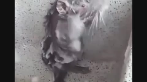 Rat washes mimicking a man