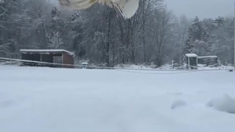 A white peacock flying in the snow