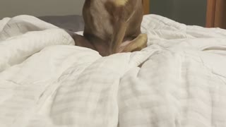 Adorable 3 legged dog scratches armpit