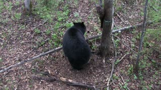 Mama Bear and Cub Investigate Hunter's Tree Stand