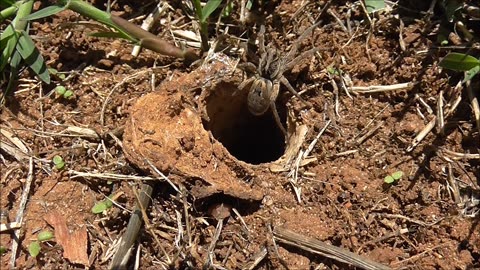 Wolf Spider Encounters The Big Bad Wasp