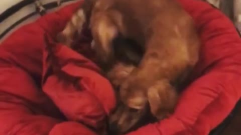 Dog tries to get cozy, knocks over entire chair