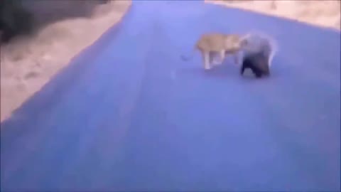 Porcupine vs Tiger