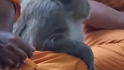 This wild monkey calmly meditates with monks in Thailand | USA TODAY