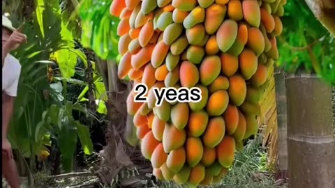 Plants🌱 fruiting #mango