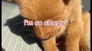 My Sleepy Dog! | How sleepy