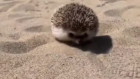 The cute side of a small hedgehog