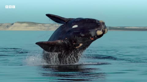 The Surprising Benefits of Whale Poo Our Planet Earth BBC Earth