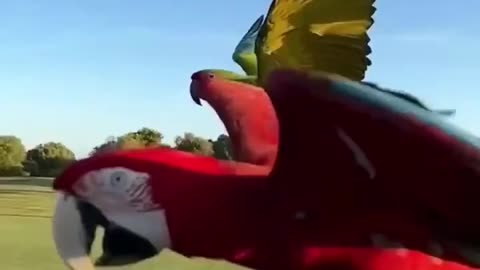 Parrot flight