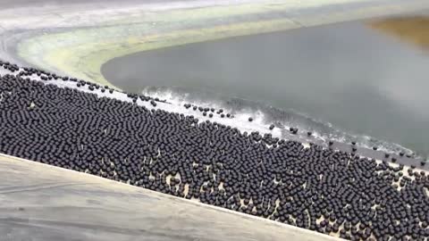 Reservoir covered with thousands of hypnotizing 'shade balls'