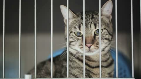 A house cat behind bars of a vet clinic cage