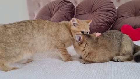 Kitten Monroe meets his sister - Toffee