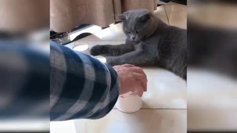 cat playing guessing