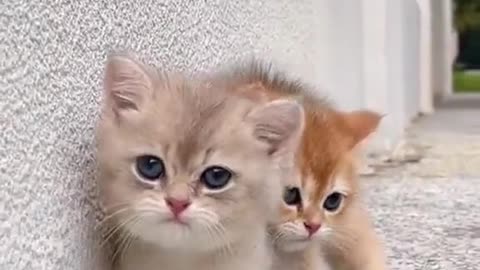 Cute cats 🐈 #short #cat #catlover #cathome