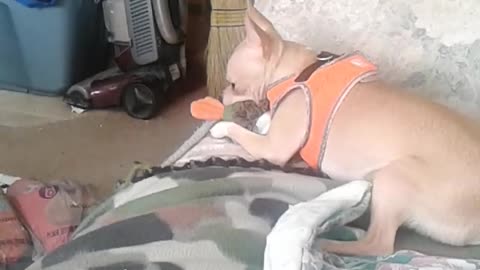 Dobby the Chihuahua Playing With His Christmas Toy