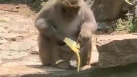 ohh noo my banana