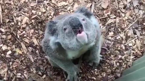 Silly Koala | Laugh Along with These Adorable Koala Antics
