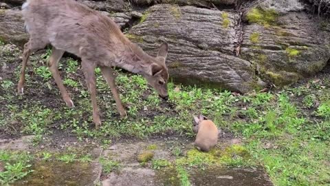 Rumble Viral Video Fawn Listen to Human's Advice to be Gentle to Bunny