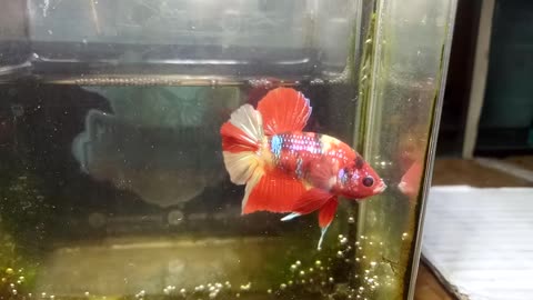 Bonsai Betta Fish