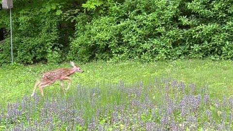 Spotted Baby Deer Says Hello