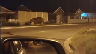 Hippo on my stoep: Escaped Rondevlei seekoei caught