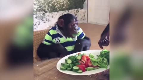 Funny Monkeys Videos - Funniest Monkey Will Make You Laugh Hard Compilation fun network of lovely