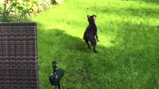 Black dog plays with water sprinkler