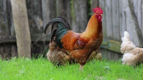 A rooster with hens