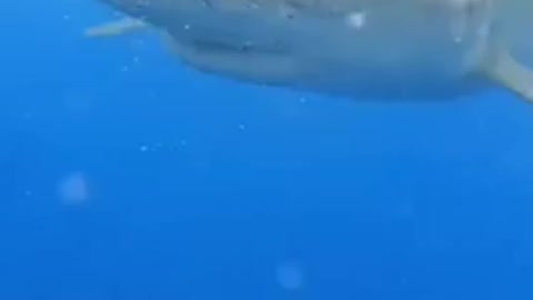 Sharks phobia 😒