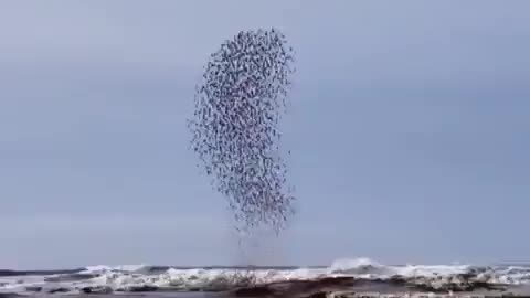 Birds flying on ocean