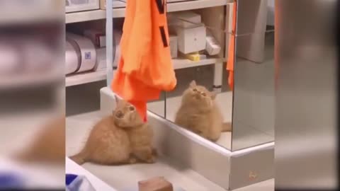 funny cat video