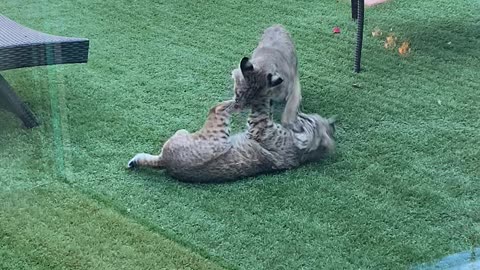 Bobcat Kittens Play by the Poolside