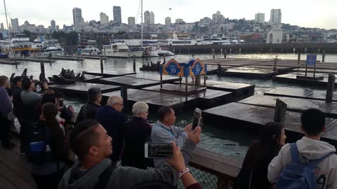 Man Draws a Crowd on San Francisco Dock