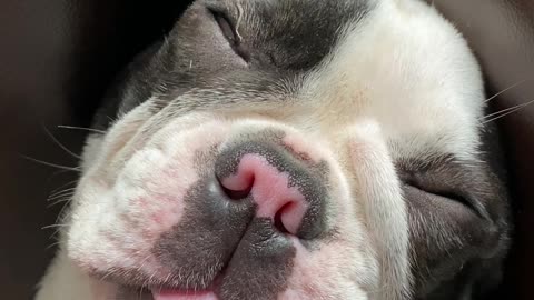 Fly Wants To Take A Nap On A Pug's Tongue