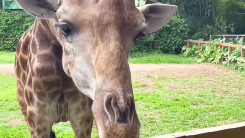 Feeding a giraffe.