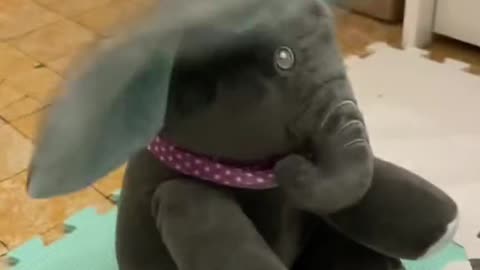 Tommy & Mina 🐘 #babyfunny #funnybabyvideos #cutebaby