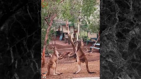 Funny fights of two kangaroos